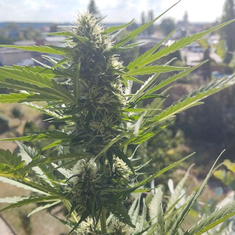 Auto Candy Bubatz XL growlog timeline photo