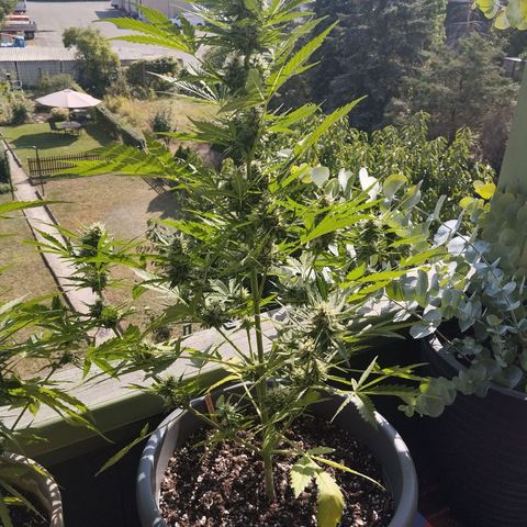 Auto Candy Bubatz XL growlog timeline photo