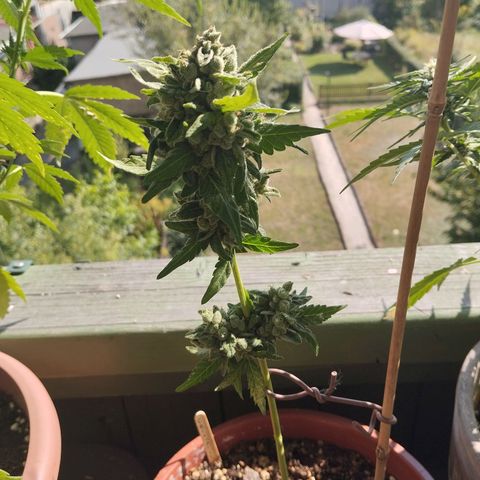 Royal Creamatic growlog timeline photo