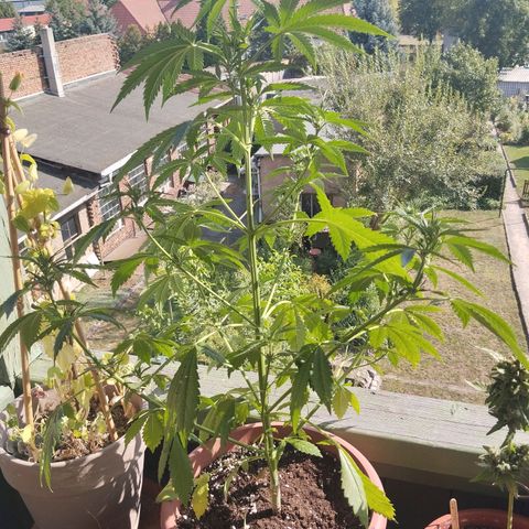 Auto Banana Blaze growlog timeline photo