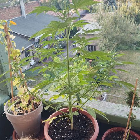 Auto Banana Blaze growlog timeline photo
