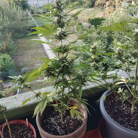 Auto Critical Orange Punch growlog timeline photo