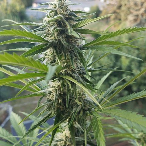 Auto Critical Orange Punch growlog timeline photo