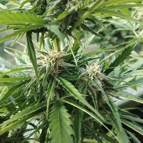 Auto Critical Orange Punch growlog timeline photo