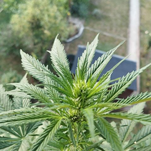 Auto Banana Blaze growlog timeline photo