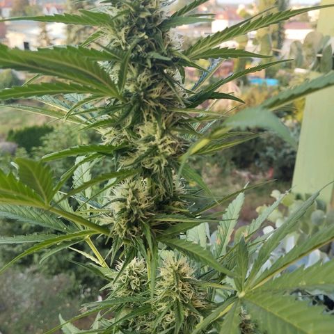 Auto Candy Bubatz XL growlog timeline photo