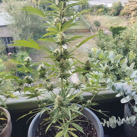 Auto Candy Bubatz XL growlog timeline photo