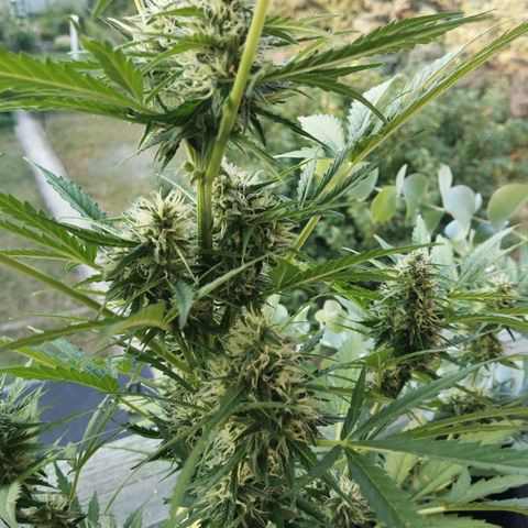 Auto Candy Bubatz XL growlog timeline photo
