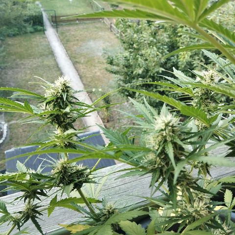 Auto Candy Bubatz XL growlog timeline photo