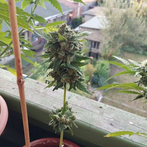 Royal Creamatic growlog timeline photo