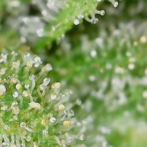 Royal Creamatic growlog timeline photo