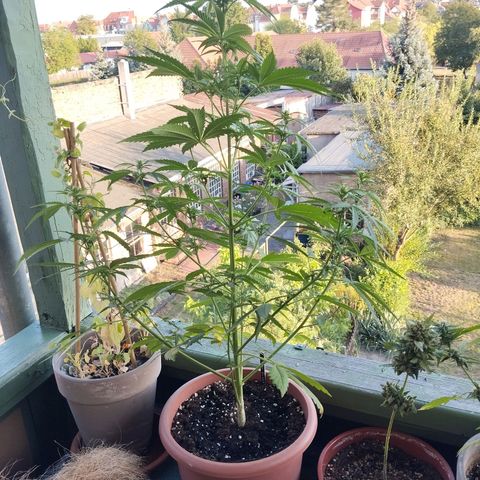 Auto Banana Blaze growlog timeline photo