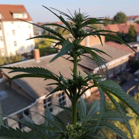 Auto Banana Blaze growlog timeline photo