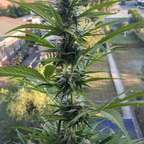 Auto Critical Orange Punch growlog timeline photo