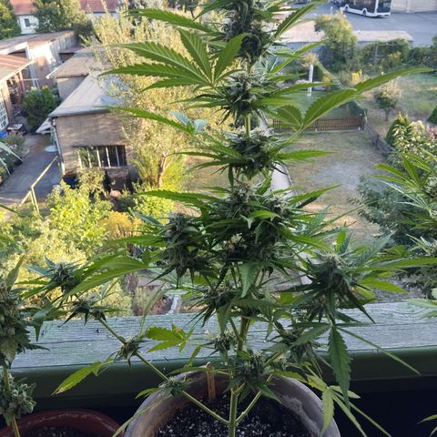 Auto Critical Orange Punch growlog timeline photo