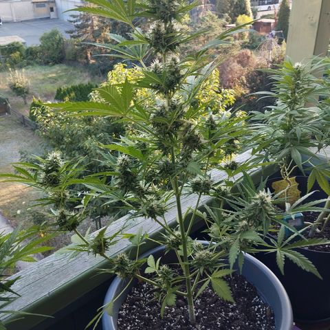 Auto Candy Bubatz XL growlog timeline photo