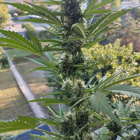 Auto Candy Bubatz XL growlog timeline photo