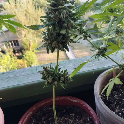Royal Creamatic growlog timeline photo