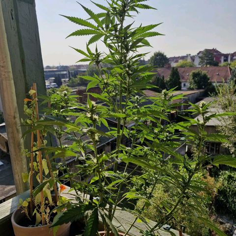 Auto Banana Blaze growlog timeline photo