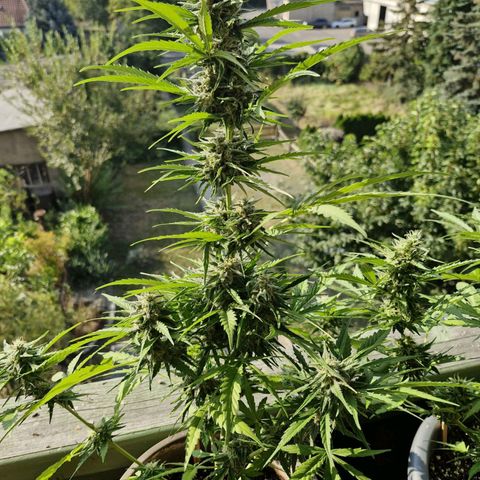 Auto Critical Orange Punch growlog timeline photo