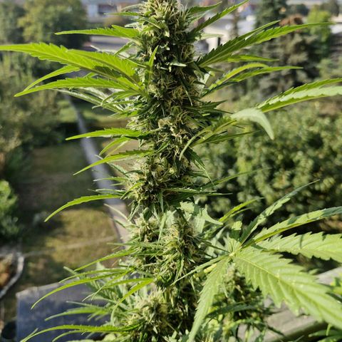Auto Candy Bubatz XL growlog timeline photo