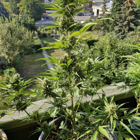 Auto Candy Bubatz XL growlog timeline photo