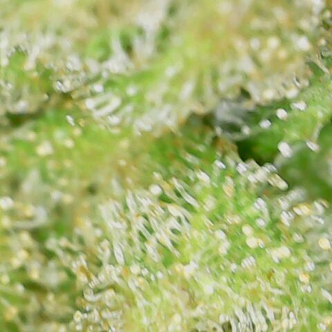 Royal Creamatic growlog timeline photo
