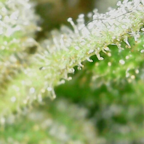 Royal Creamatic growlog timeline photo