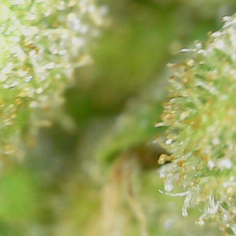 Royal Creamatic growlog timeline photo