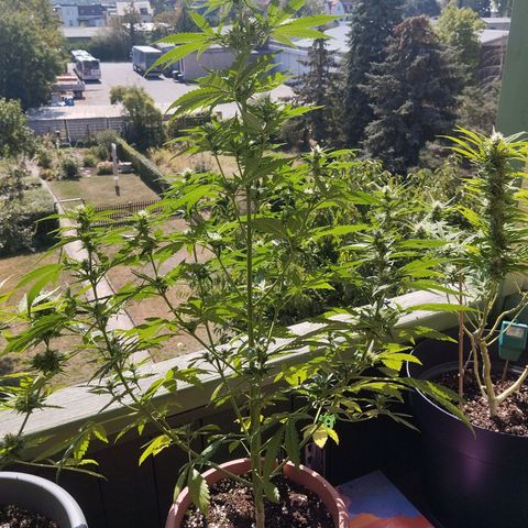 Auto Banana Blaze growlog timeline photo
