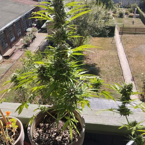 Auto Critical Orange Punch growlog timeline photo