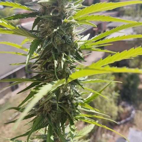 Auto Critical Orange Punch growlog timeline photo