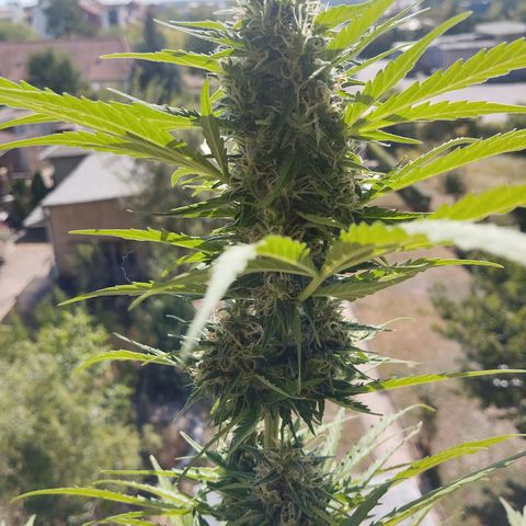 Auto Candy Bubatz XL growlog timeline photo