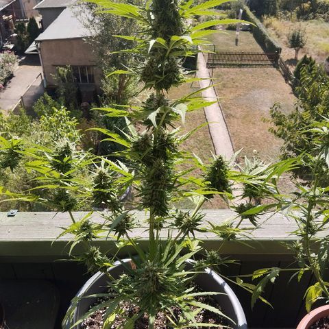 Auto Candy Bubatz XL growlog timeline photo