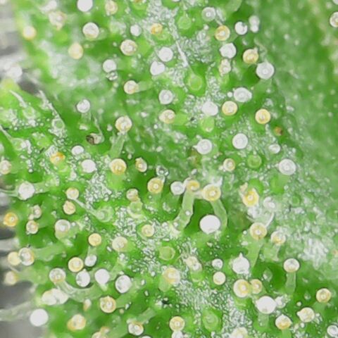 Auto Critical Orange Punch growlog timeline photo