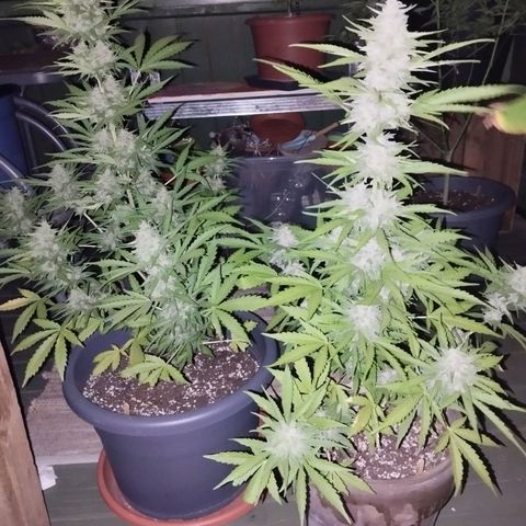 Auto Critical Orange Punch growlog timeline photo