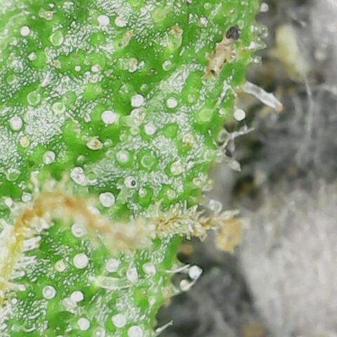 Auto Candy Bubatz XL growlog timeline photo