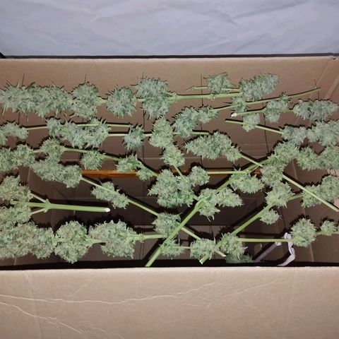 Auto Candy Bubatz XL growlog timeline photo