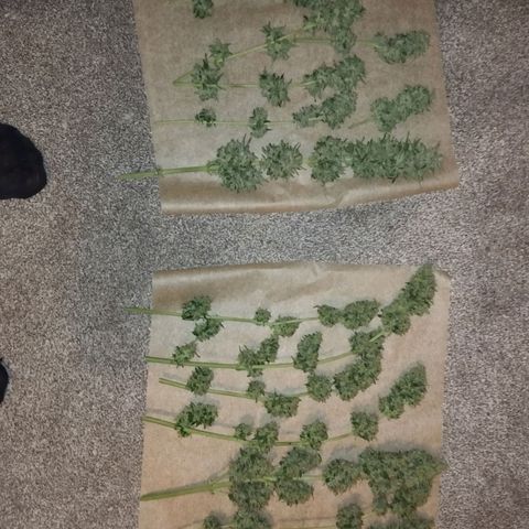 Auto Critical Orange Punch growlog timeline photo