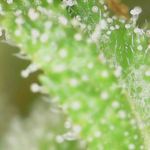 Auto Banana Blaze growlog timeline photo