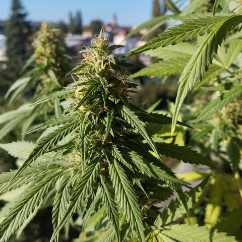 Auto Banana Blaze growlog timeline photo