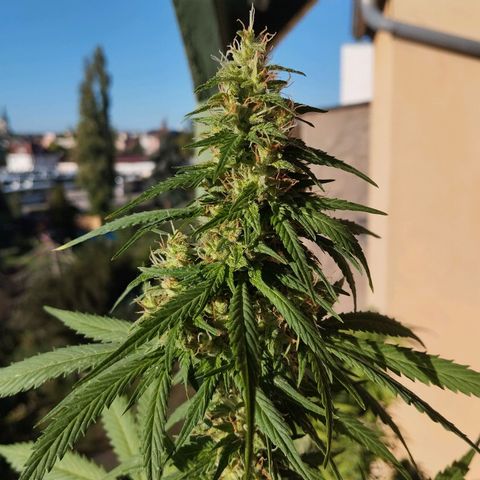 Auto Banana Blaze growlog timeline photo