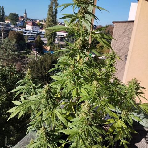 Auto Banana Blaze growlog timeline photo
