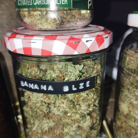 Auto Banana Blaze growlog timeline photo