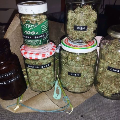 Auto Critical Orange Punch growlog timeline photo