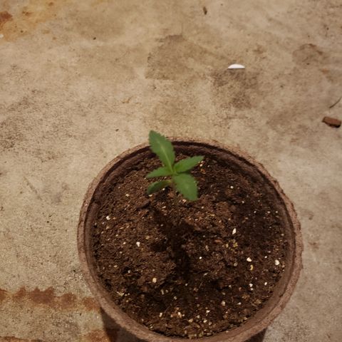 Animal Cookies growlog timeline photo