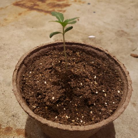 Animal Cookies growlog timeline photo