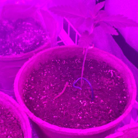 Animal Cookies growlog timeline photo
