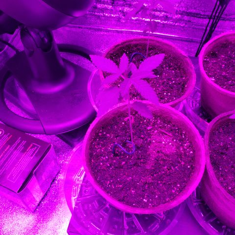 Animal Cookies growlog timeline photo