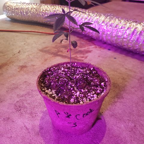 Animal Cookies growlog timeline photo